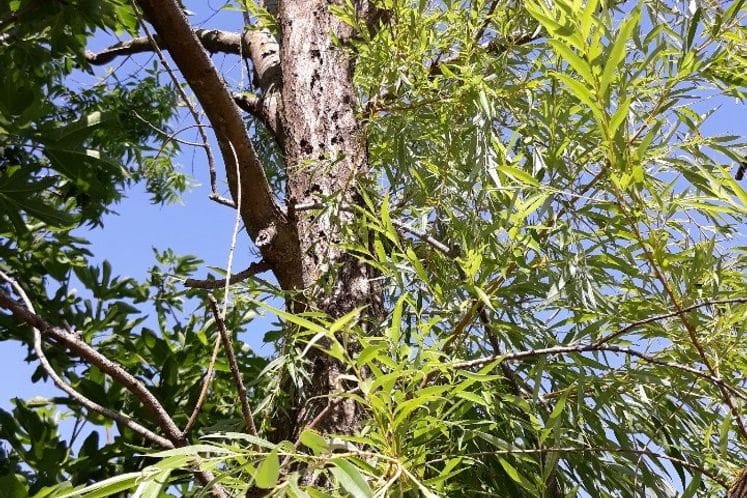 EPPO AŽURIRAO PROMJENU STATUSA ŠTETNOG ORGANIZMA Anoplophora glabripennis u Crnoj Gori