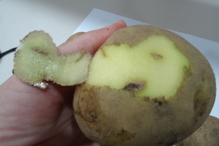 Izvještaj: Realizacija posebnog nadzora nad štetnim organizmima iz roda Epitrix