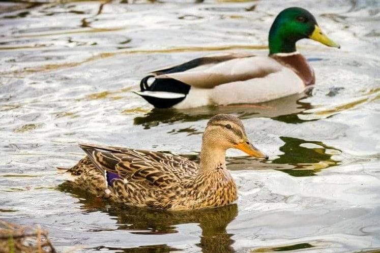 Saopštenje u vezi pojave avijarne influence u Evropi i svijetu