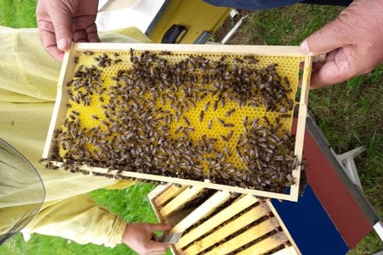 Javni poziv za podršku za zabavku voska za organsku i konvencionalnu proizvodnju meda za 2020.