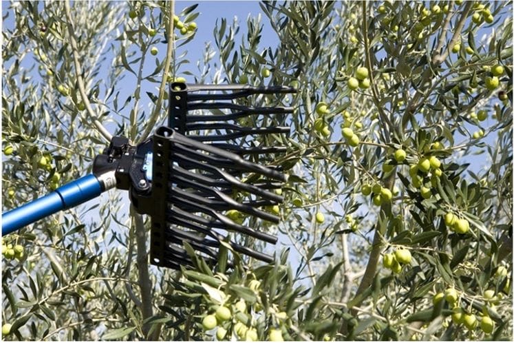 Javni poziv za dodjelu podrške razvoju maslinarstva za 2020.