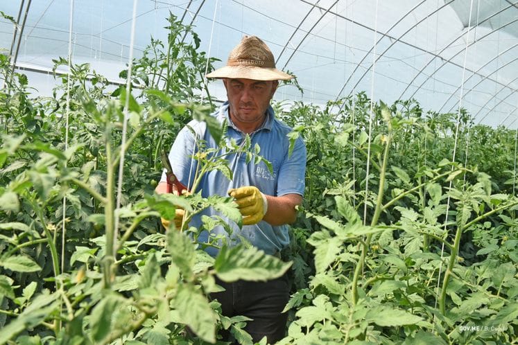 Javni poziv za dodjelu podrške u povrtarskoj proizvodnji za 2020. godinu