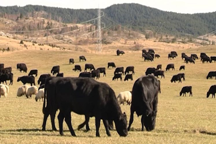 Naslov Javni poziv za unapređenje stočnog fonda za 2020. godinu.