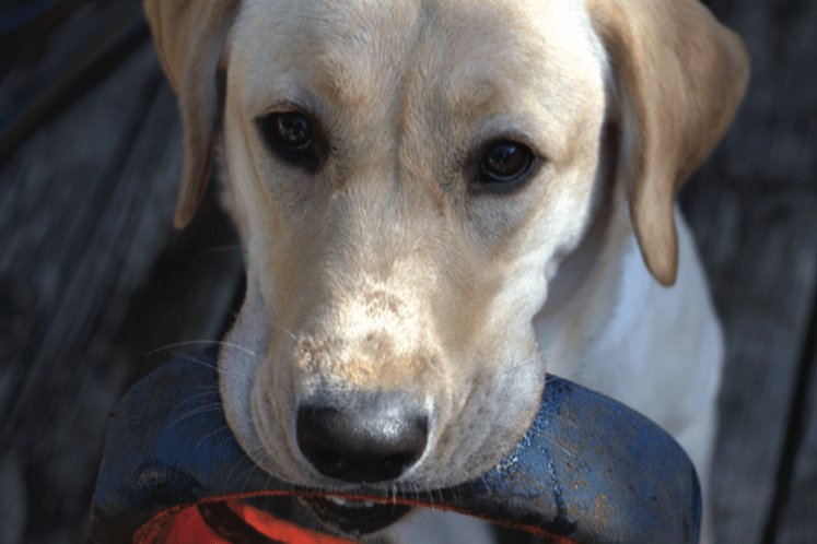 Uprava: Oni koji muče životinje moraju odgovarati