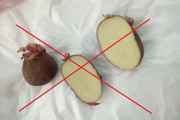 Preporuka proizvođačima: Sadnja cijelih krtola krompira