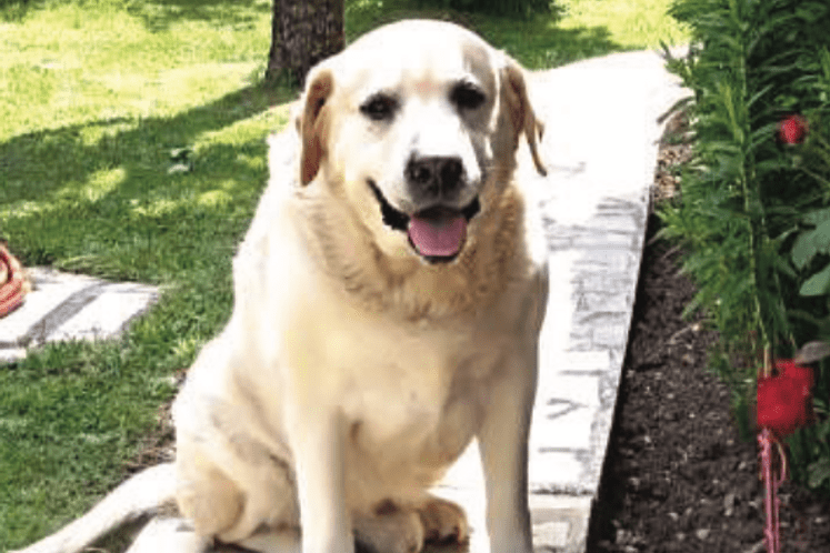 VDT odgovorio na inicijativu Uprave za bezbjednost hrane: Već bio pokrenut postupak protiv lica koje je mučilo psa