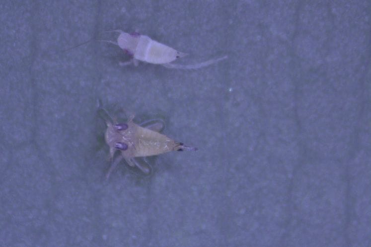 Preporuka tretiranja cikade vinove loze Scaphoideus titanus na određenim lokalitetima