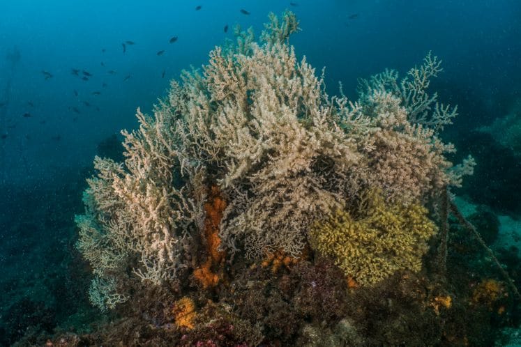 Najava: Akcija čišćenja Bokokotorskog zaliva povodom Svjetskog dana životne sredine