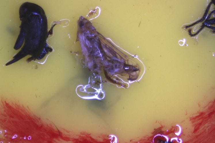 Preporuka: Tretiranja vinove loze radi suzbijanja cikade Scaphoideus titanus na određenim lokalitetima