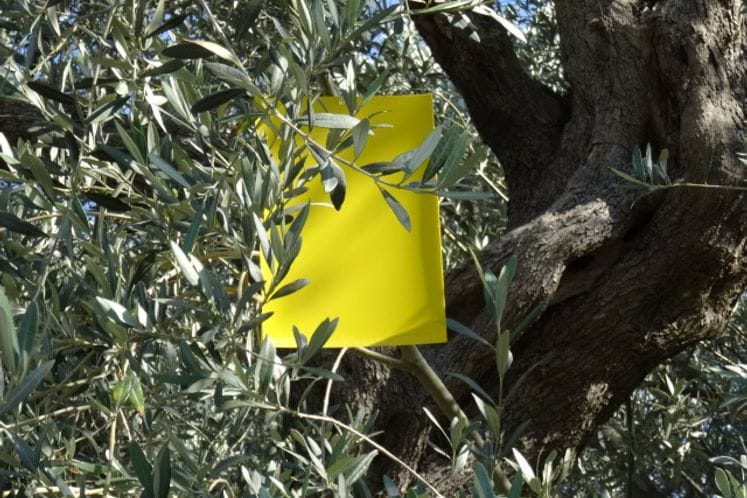 Izvještaj: Postavljene klopke za kontrolu prisustva muve masline i pregled plodova