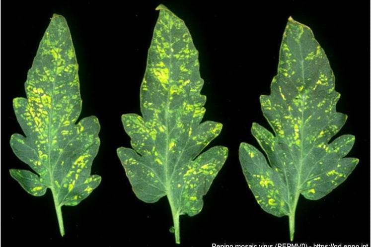 Izvještaj: Rezultati posebnog nadzora nad štetnim organizmom Pepino mosaic virus (PepMV) na paradajzu