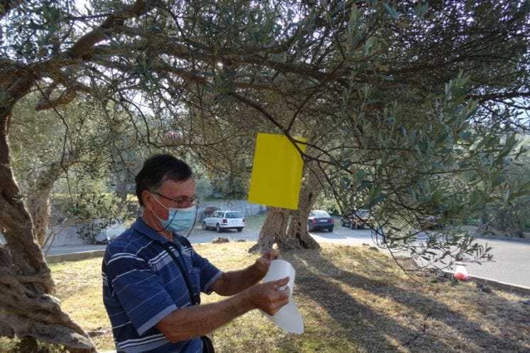 Izvještaj: HITNO TRETIRANJE MASLINA - drastično povećanje muve masline u plodovima