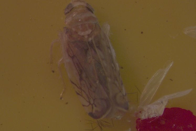 Izvještaj: Posebni nadzor cikade vinove loze Scaphoideus titanus i Candidatus Phytoplasma vitis