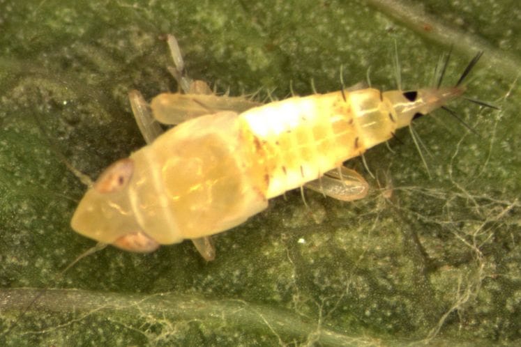 Preporuka: Tretiranja vinove loze radi suzbijanja cikade Scaphoideus titanus na određenim lokalitetima