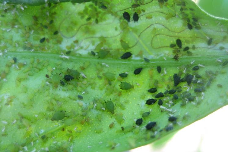 Izvještaj: Monitoring vektora Citrus tristeza virusa