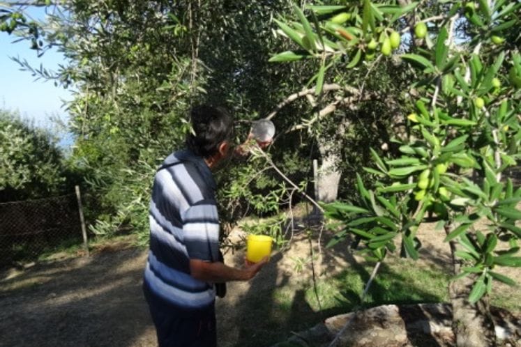 Izvještaj: Pregled klopki i plodova za muvu masline i preporuka hemijskog tretiranja