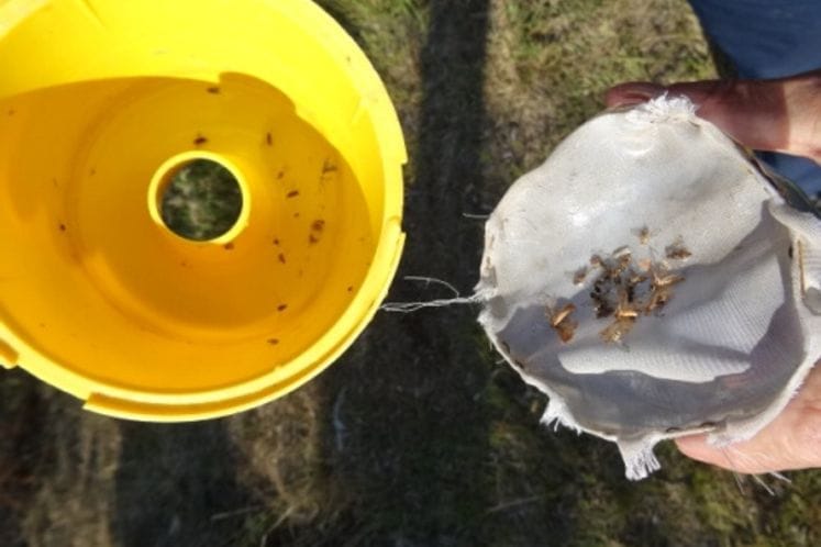 Preporuka: Hemijsko tretiranje sa akcentom na masline koji su do sada redovno tretirane