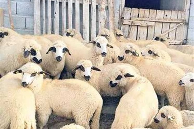 Purchase of lambs on more favourable terms