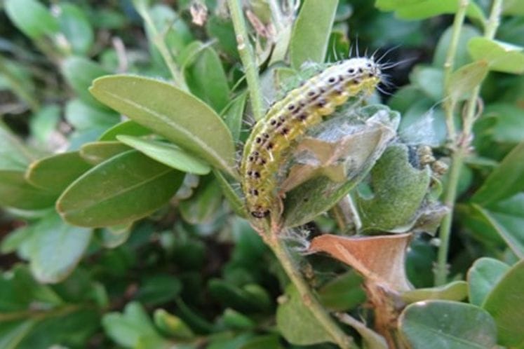 Preporuka: Mjere za suzbijanje Cydalima perspectalis – šimširov moljac