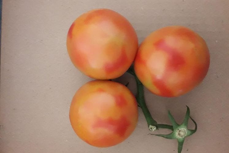 Izvještaj: Rezultati posebnog nadzora nad virusom smeđe naboranosti ploda paradajza - Tomato brown rugose fruit virus (TOBRFV) sa preporukama