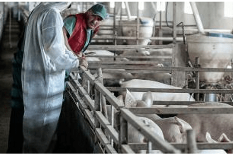 Počinje EFSA kampanja za podizanje svijesti o Afričkoj Kugi svinja u Jugoistočnoj Evropi