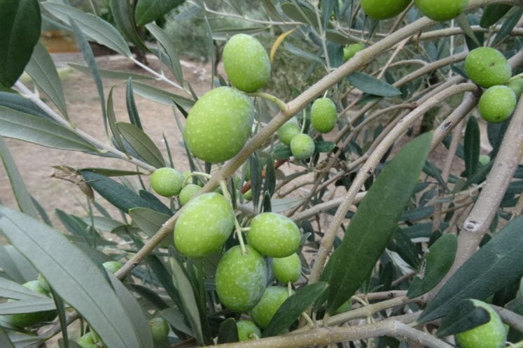 Izvještaj: Pregled klopki i plodova za muvu masline i preporuka tretiranja prije kiše ukoliko je prošlo više od deset dana od prethodnog tretmana