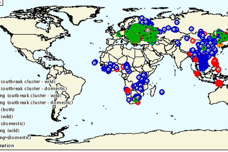 Kampanja Uprave za bezbjednost hrane: U prevenciji pojave afričke kuge svinja najvažnija informisanost i odgovornost
