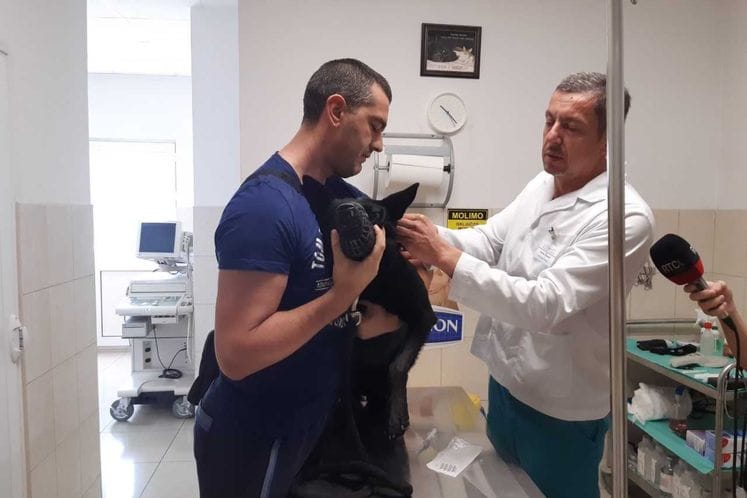 Danas je Svjetski dan borbe protiv bjesnila: Crna Gora uspješna u iskorjenjivanju ove smrtonosne bolesti