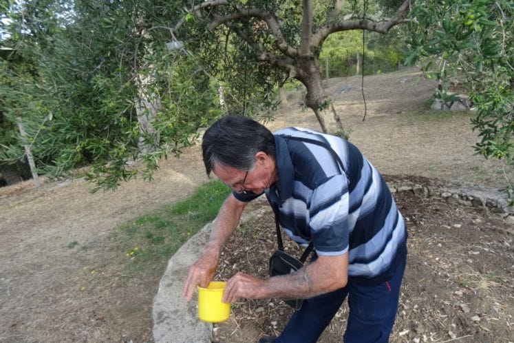 Izvještaj: Pregled klopki i plodova za muvu masline i preporuka hemijskog tretiranja