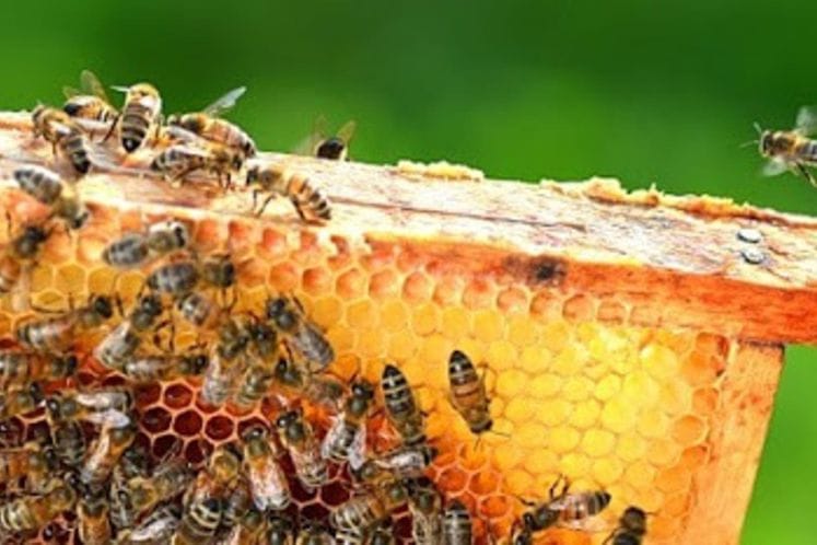 Пчеларство - правилници