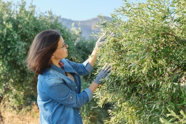 Maslinarska udruženja