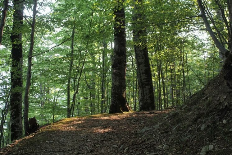 Najtraženija dokumenta-šumarstvo