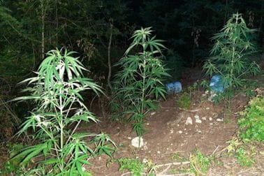 marihuana