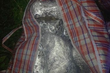 skank, rožaje