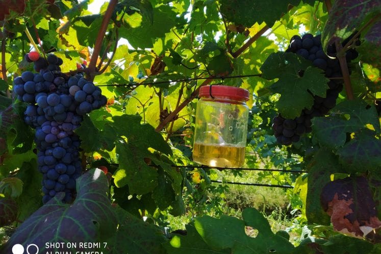 Realizacija programa „Posebni nadzor voćnih muva iz familija Tephritidae i Drosophilidae”