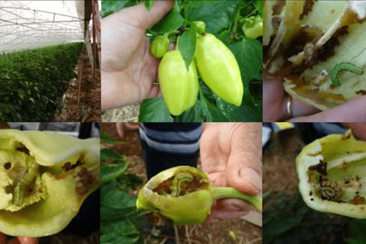 Realizacija programa „Posebni nadzor Neoleucinodes elegantalis i Anthonomus eugenii“