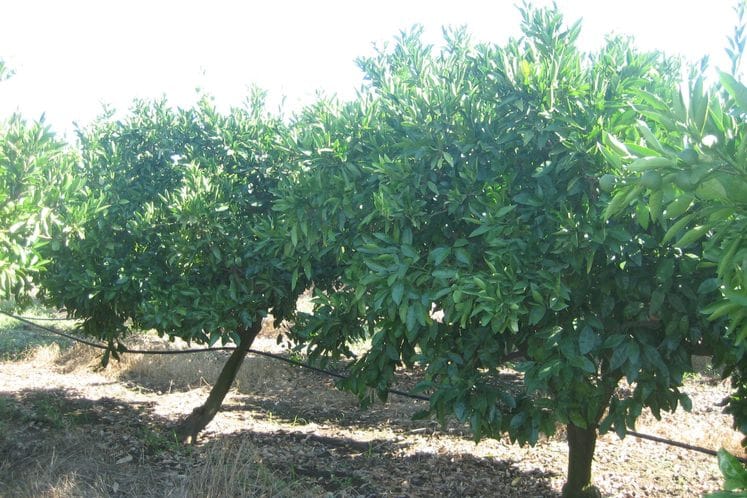 Realizacija programa „Posebni nadzori Aleurocanthus spiniferus“