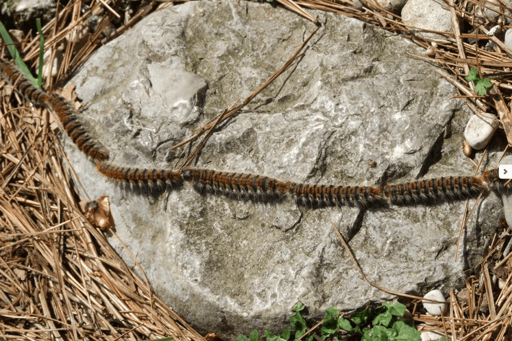 Upozorenje: Hitno uklanjanje gnijezda štetnog organizma bora - Thaumetopoea pityocampa