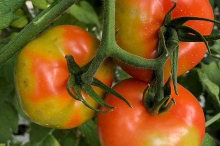 Apel: Kupujmo zdrava sertifikovana sjemena sigurnih proizvođača