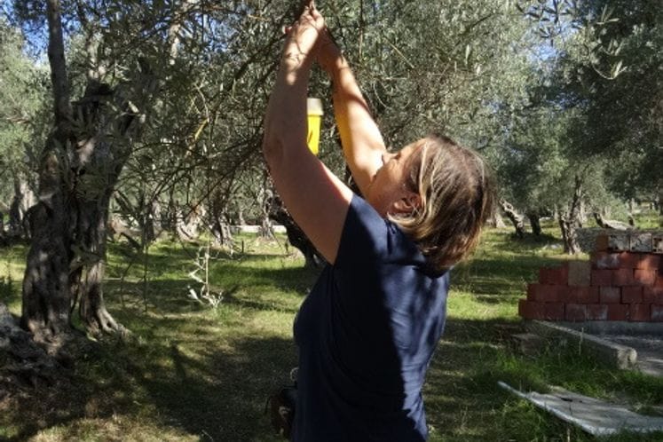 Postavljene klopke za kontrolu prisustva muve masline i izvršen pregled plodova