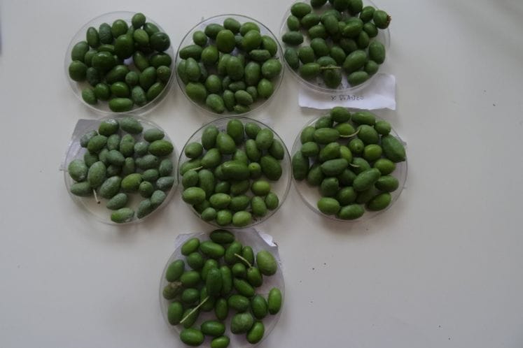 Pregled klopki i plodova za muvu masline i preporuka hemijskog tretiranja