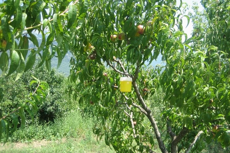 Praćenje mediteranske voćne muve ceratitis capitata i preporuka fitosanitarnih mjera