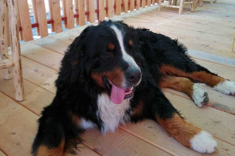 Usvojen Program za kontrolu populacije pasa u Crnoj Gori