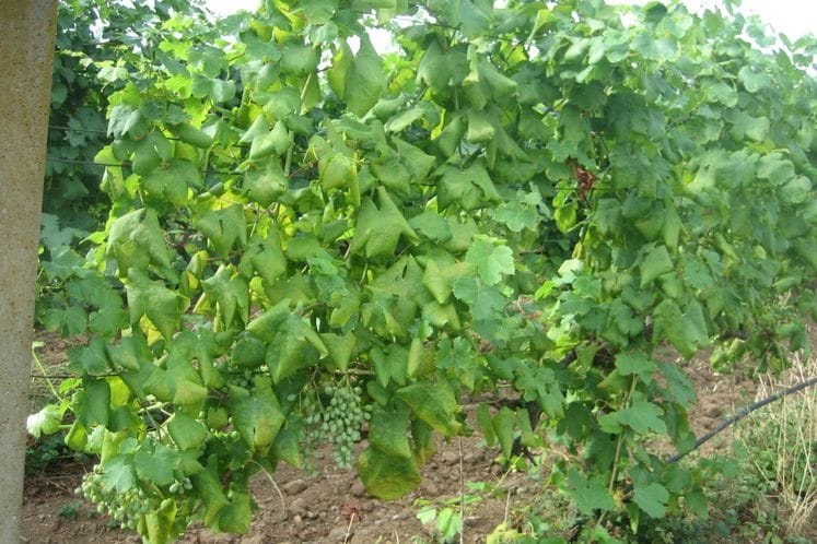 Uzorkovanje lišća vinove loze radi analize na Candidatus phytoplasma vitis prouzrokovača zlatne žutice vinove loze