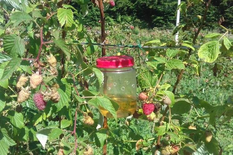 Monitoring nad voćnom muvom Drosophila suzikii