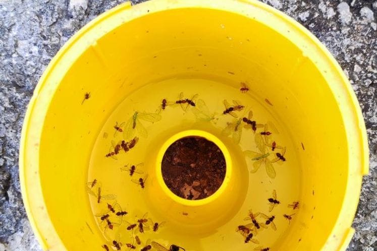 Preporuka maslinarima da obavezno urade hemijski tretman