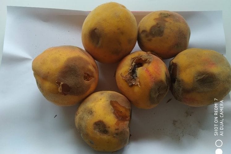 PRAĆENJE MEDITERANSKE VOĆNE MUVE CERATITIS CAPITATA I PREPORUKA FITOSANITARNIH MJERA