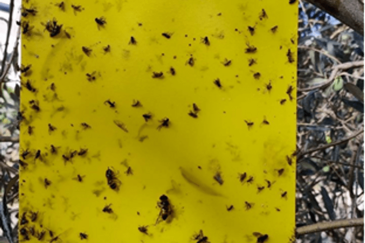 Preporuka maslinarima da ne vrše hemijski tretman zbog blizine berbe maslina