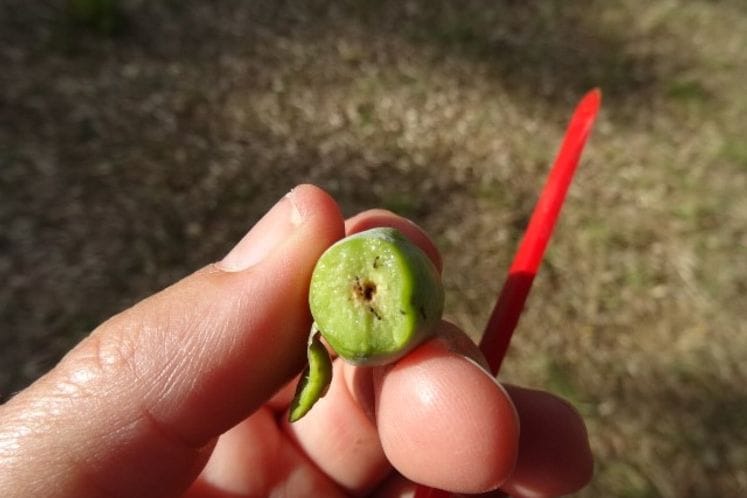 Brojnost muve masline na nivou prethodnog pregleda-preporuka tretiranja samo maslinarima koji nijesu izvršili tretiranje