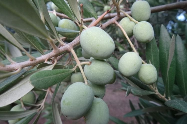 Preporuka tretiranja maslina na području Valdanosa